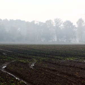 Frühnebel...... Martina Benning
